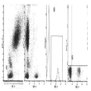 anti-CD19 Molecule (CD19) antibody (APC)