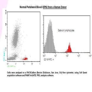 anti-CD19 Molecule (CD19) antibody (FITC) avatar