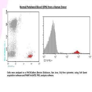 anti-CD19 Molecule (CD19) antibody (PE) avatar