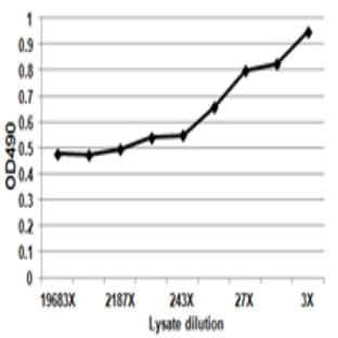 anti-CD19 Molecule (CD19) antibody avatar