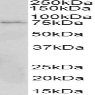 anti-CD19 Molecule (CD19) (Internal Region) antibody avatar