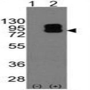 anti-CD19 Molecule (CD19) (C-Term) antibody avatar