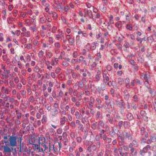 anti-CD19 Molecule (CD19) (C-Term) antibody avatar