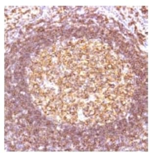 anti-CD19 Molecule (CD19) (C-Term) antibody avatar