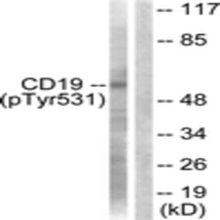anti-CD19 Molecule (CD19) (pTyr531) antibody avatar