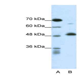 anti-COP9 Constitutive Photomorphogenic Homolog Subunit 2 (Arabidopsis) (COPS2) (N-Term) antibody avatar