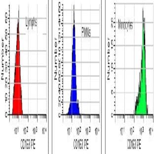 anti-CD163 Molecule (CD163) antibody (PE) avatar
