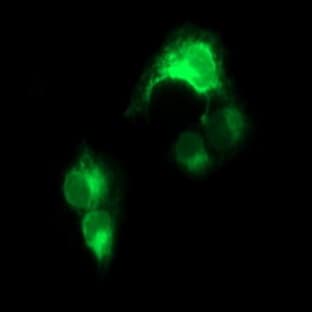anti-CD163 Molecule (CD163) antibody