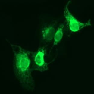 anti-CD163 Molecule (CD163) antibody
