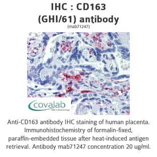 anti-CD163 Molecule (CD163) antibody