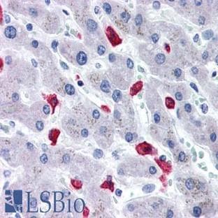 anti-CD163 Molecule (CD163) (N-Term) antibody avatar