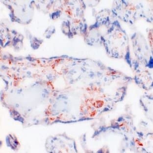 anti-CD163 Molecule (CD163) antibody (Biotin) avatar