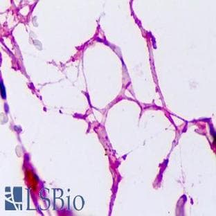 anti-Adiponectin, C1Q and Collagen Domain Containing (ADIPOQ) antibody avatar