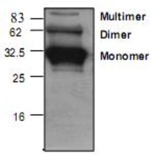 anti-Adiponectin, C1Q and Collagen Domain Containing (ADIPOQ) antibody avatar