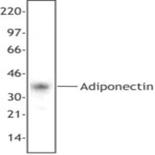 anti-Adiponectin, C1Q and Collagen Domain Containing (ADIPOQ) antibody avatar