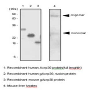 anti-Adiponectin, C1Q and Collagen Domain Containing (ADIPOQ) antibody avatar