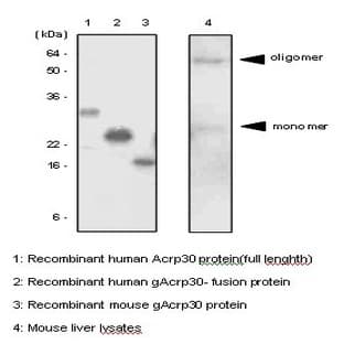 anti-Adiponectin, C1Q and Collagen Domain Containing (ADIPOQ) antibody avatar