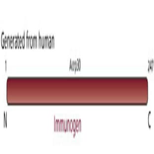 anti-Adiponectin, C1Q and Collagen Domain Containing (ADIPOQ) (AA 1-247) antibody avatar