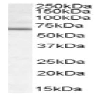 anti-Dachshund Homolog 2 (Drosophila) (DACH2) (Internal Region) antibody avatar