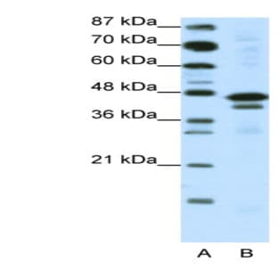 anti-Cytosolic Iron-Sulfur Protein Assembly 1 (CIAO1) (C-Term) antibody avatar