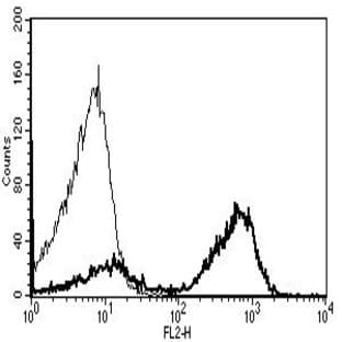 anti-CD28 (CD28) antibody (PE) avatar