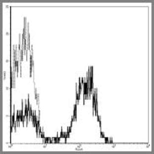 anti-CD28 (CD28) antibody (Biotin) avatar
