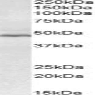 anti-CD28 (CD28) (Internal Region) antibody avatar