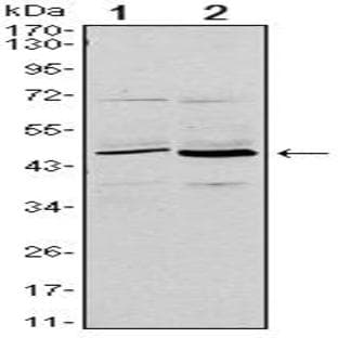anti-CD86 Molecule (CD86) antibody avatar