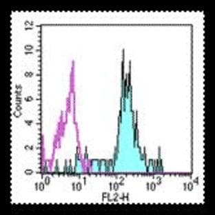 anti-CD86 Molecule (CD86) antibody (PE) avatar