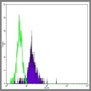anti-CD86 Molecule (CD86) antibody avatar