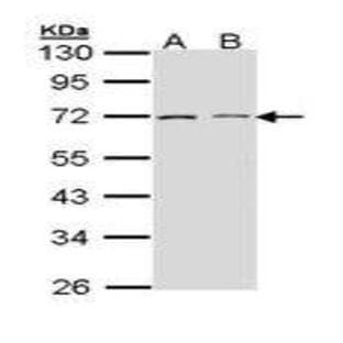 anti-CD86 Molecule (CD86) antibody avatar