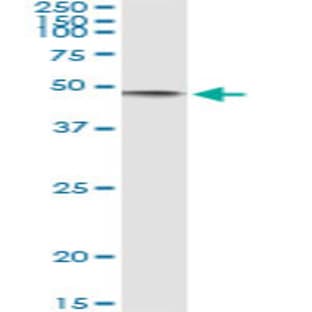 anti-CD86 Molecule (CD86) (AA 220-329) antibody avatar