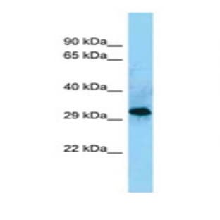 anti-CD86 Molecule (CD86) (C-Term) antibody avatar