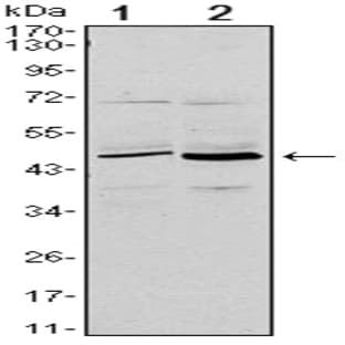 anti-CD86 Molecule (CD86) antibody avatar
