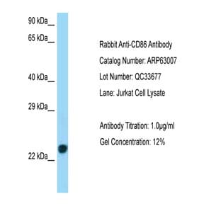 anti-CD86 Molecule (CD86) (C-Term) antibody avatar
