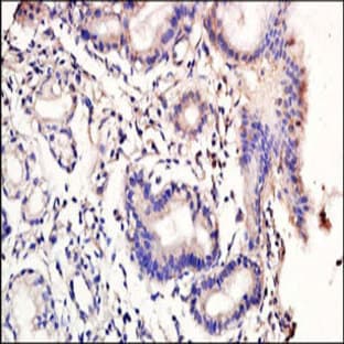 anti-CD86 Molecule (CD86) (N-Term) antibody avatar