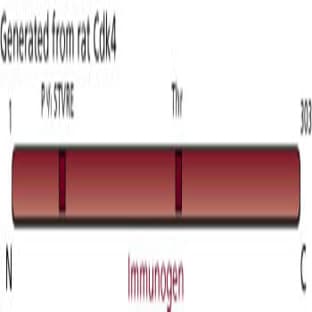 anti-Cyclin-Dependent Kinase 4 (CDK4) (AA 1-303) antibody avatar