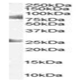 anti-Chromodomain Protein, Y-Like (CDYL) (C-Term) antibody avatar