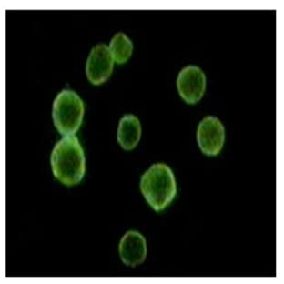 anti-CD34 Molecule (CD34) antibody avatar