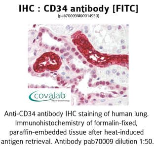 anti-CD34 Molecule (CD34) antibody (FITC) avatar
