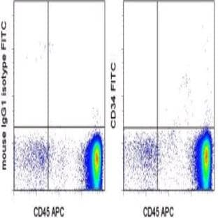 anti-CD34 Molecule (CD34) antibody (FITC)
