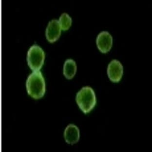 anti-CD34 Molecule (CD34) antibody avatar