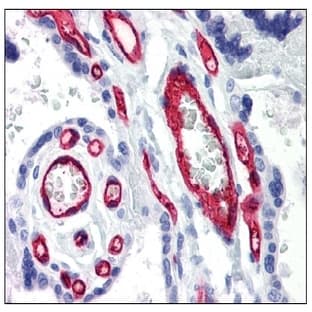 anti-CD34 Molecule (CD34) antibody avatar
