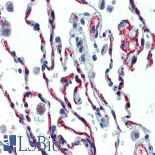 anti-CD34 Molecule (CD34) antibody (FITC)