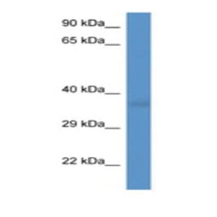 anti-CD34 Molecule (CD34) (C-Term) antibody avatar