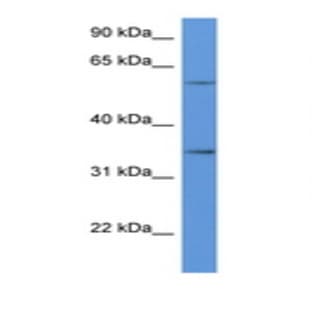 anti-CD34 Molecule (CD34) (C-Term) antibody avatar