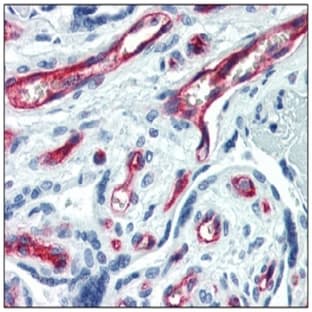anti-CD34 Molecule (CD34) antibody (FITC)