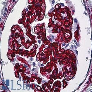 anti-CD34 Molecule (CD34) antibody avatar