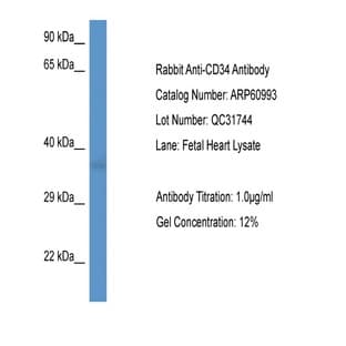 anti-CD34 Molecule (CD34) (C-Term) antibody avatar