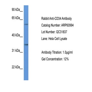 anti-CD34 Molecule (CD34) (C-Term) antibody avatar